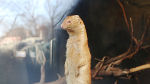 zoographics2 © Katharina Swoboda zoographics2
