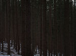 monoculture_2013-03: Monoculture. 2013, Fotografie, Fineartprint/Hahnemühle, verschiedene Formate, Ed 7+1 © Michael Goldgruber monoculture_2013-03: Monoculture. 2013, Fotografie, Fineartprint/Hahnemühle, verschiedene Formate, Ed 7+1