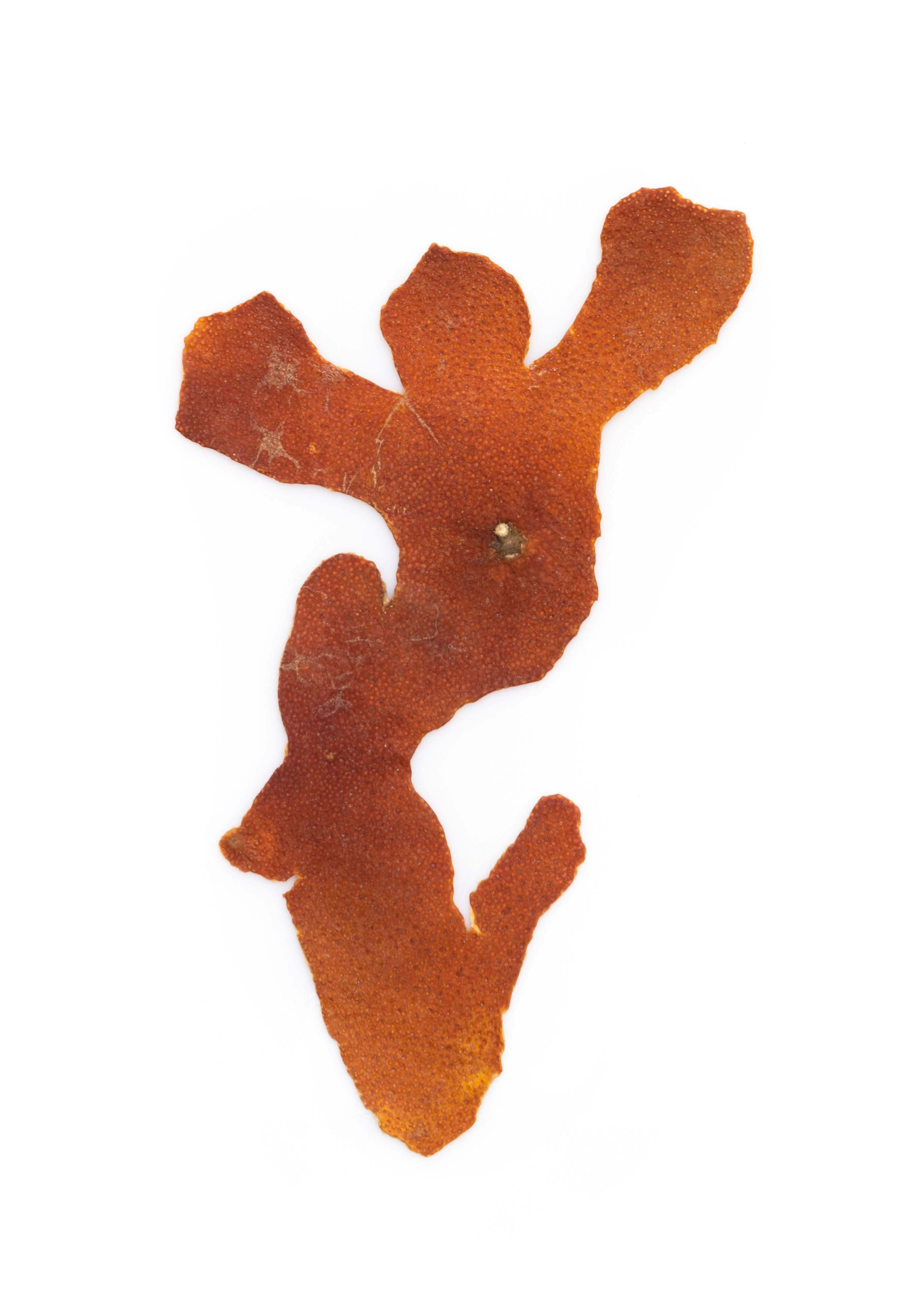 Skin Picking, Mandarinenhaut auf Opalglas, 21 cm x 14,5 cm, 2020