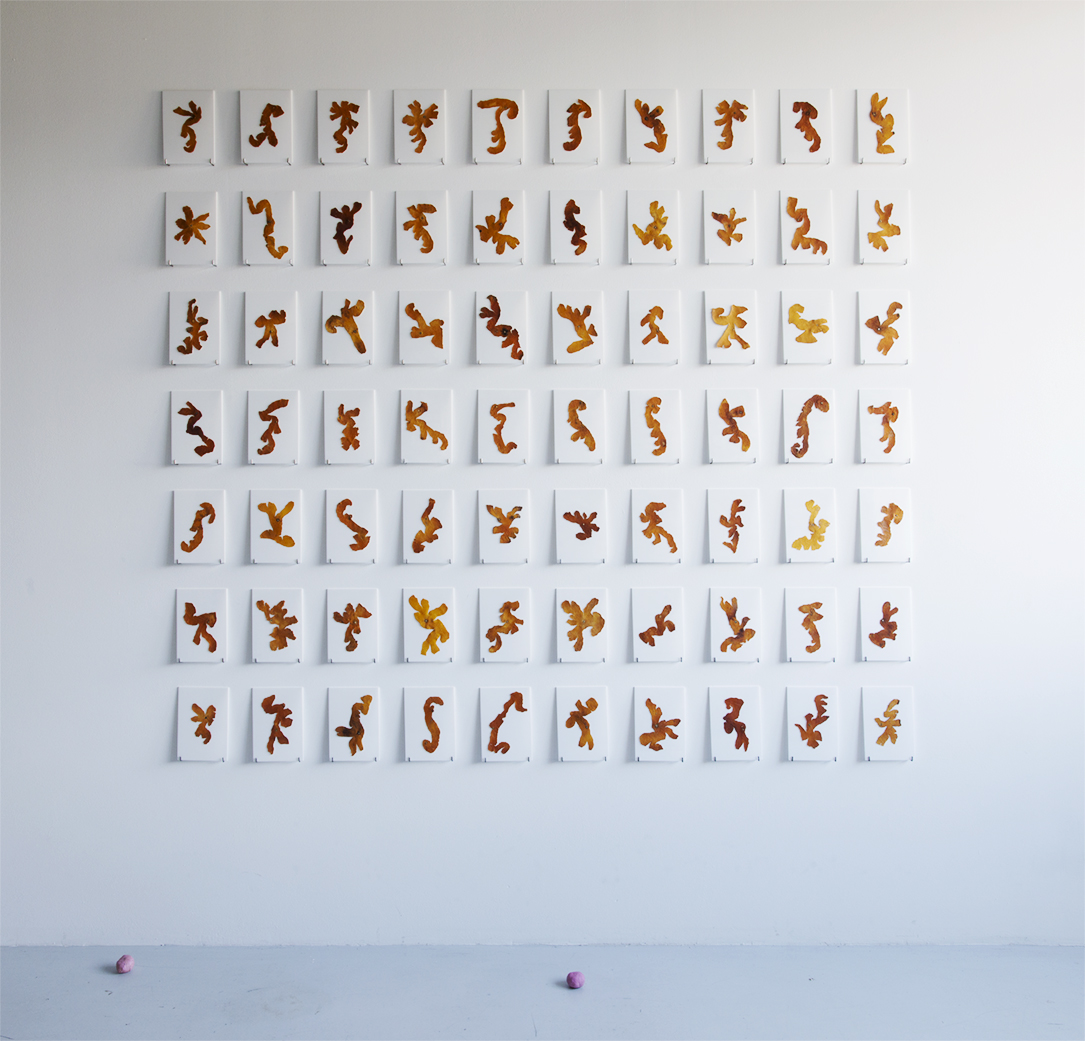 Skin Picking, Installation, 70 Mandarinenhäute auf Opalglas, 21 cm x 14,5 cm, 2020