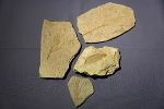 Fossile Pflanzenabdrücke