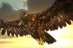 Wehrhaftes Steinadler-Weibchen